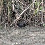 .. iniziamo con un simpatico uccellino nero tra le cannucce (non ricordo il nome)..