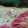 .. un piccolo trasparente gamberetto vicino ad una anemone ..
