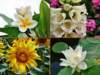 comp3fiori_small.jpg