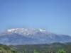 pndelphiidscf0241_small.jpg