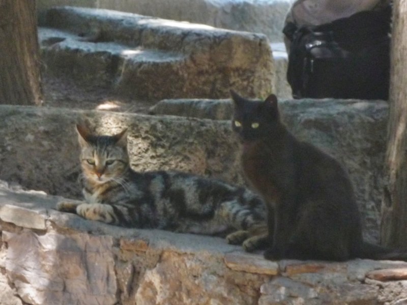 pndelphiip1071010.jpg