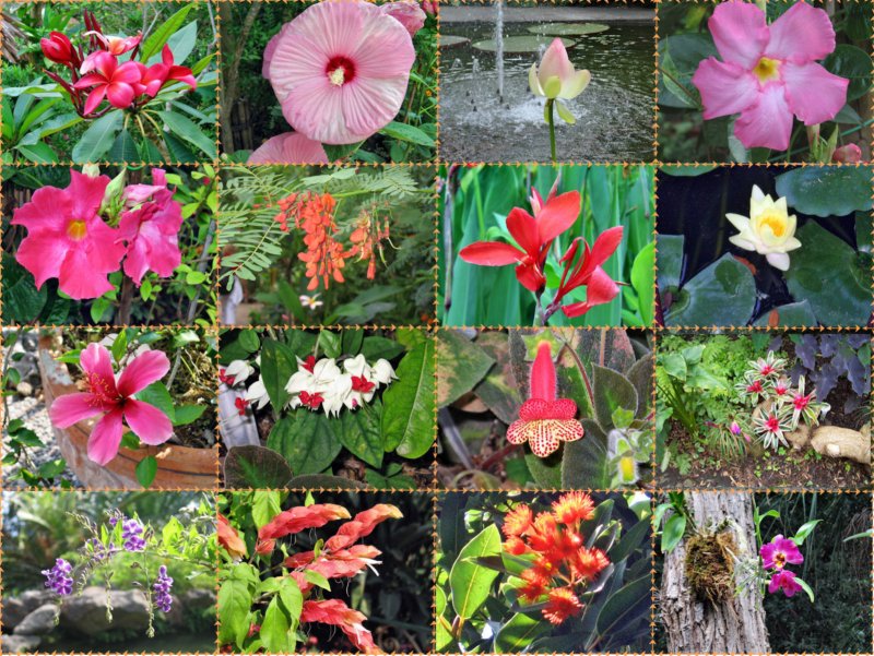 fiori.jpg