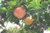 img_58581_small.jpg