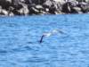 img_6090_small.jpg