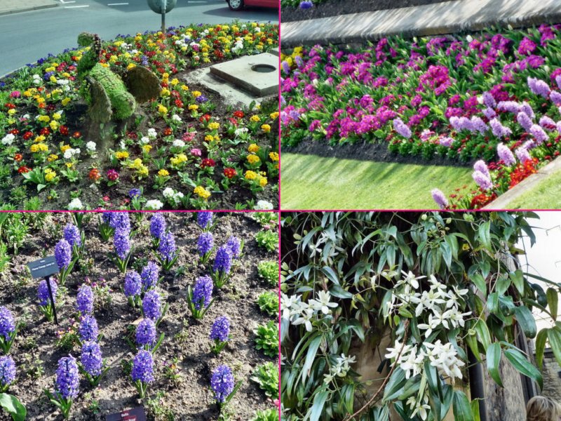 fiori1.jpg