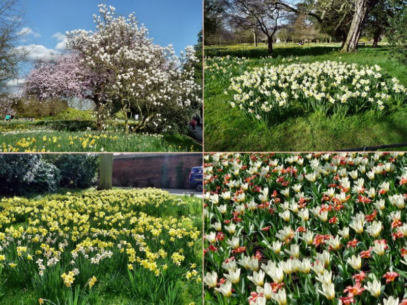 fiori2.jpg
