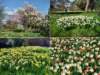 fiori2_small.jpg