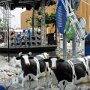 Questo il padiglione Olandese, tutto sistemato all'aperto