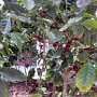 Piante di caffè all'esterno del relativo cluster
