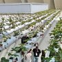 Dal padiglione messicano una veduta di piante di fragola allevate su tubi in plastica
