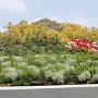 ... sopra il tetto un giardino pensile con le solite piante aromatiche e fiori 