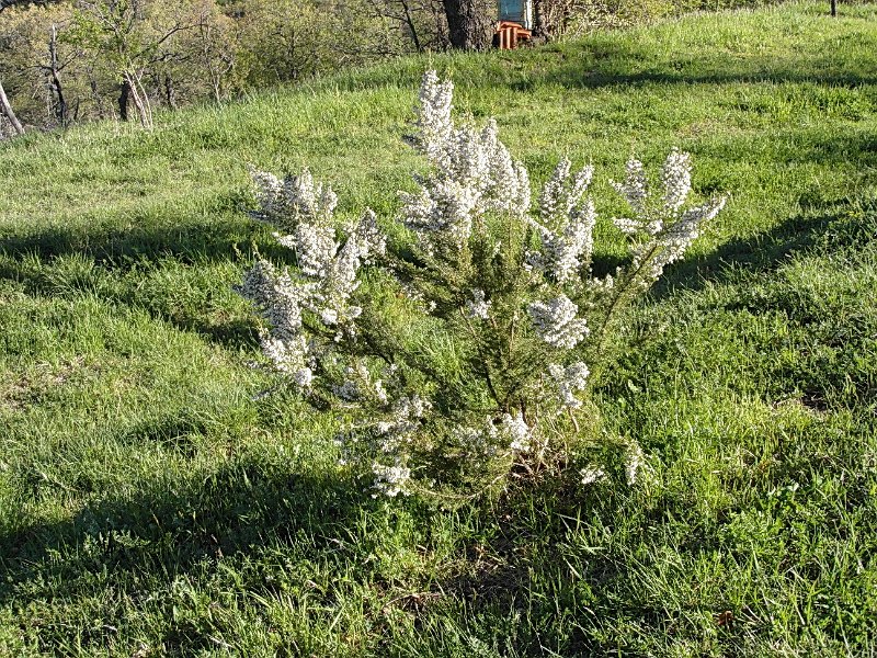 SAM_0770.jpg - .. realmente la natura è molto bella, questa è un'erica bianca (se ne trovano molte anche a S. Marco) ..