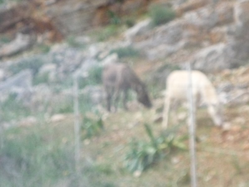 p1020218.jpg