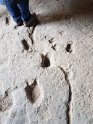 20240426_105717-orme di dinosauri